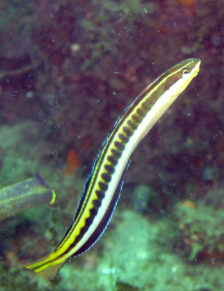 Plagiotremus tapeinosoma